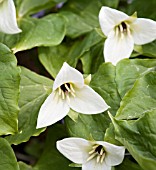 TRILLIUM ERECTUM F. ALBIFLORUM