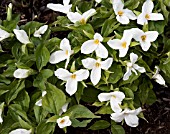 TRILLIUM GRANDIFLORUM