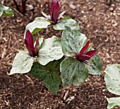 TRILLIUM SESSILE