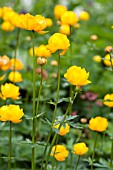 TROLLIUS X CULTORUM COMMANDER IN CHIEF