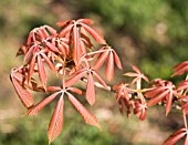 AESCULUS X NEGLECTA ERYTHROBLASTOS