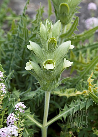 ACANTHUS_HIRSUTUS