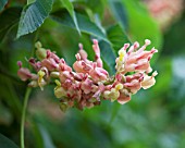 AESCULUS X MUTABILIS PENDULIFLORA