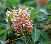 AESCULUS X MUTABILIS PENDULIFLORA