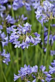 AGAPANTHUS BASUTOLAND