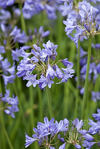 AGAPANTHUS_BASUTOLAND