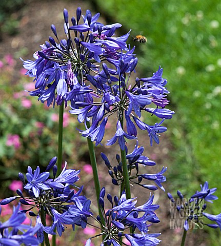 AGAPANTHUS_PREMIERE