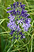 AGAPANTHUS JACKS BLUE