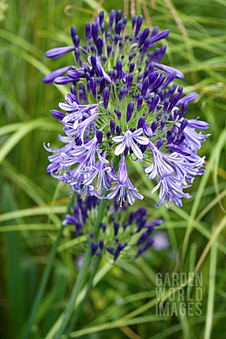 AGAPANTHUS_JACKS_BLUE