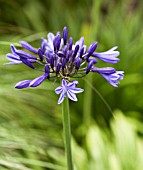 AGAPANTHUS NAVY BLUE