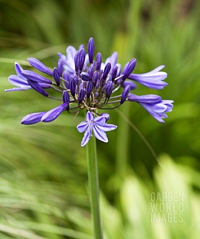 AGAPANTHUS_NAVY_BLUE