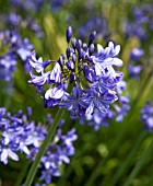 AGAPANTHUS CAMPANULATUS OXFORD BLUE