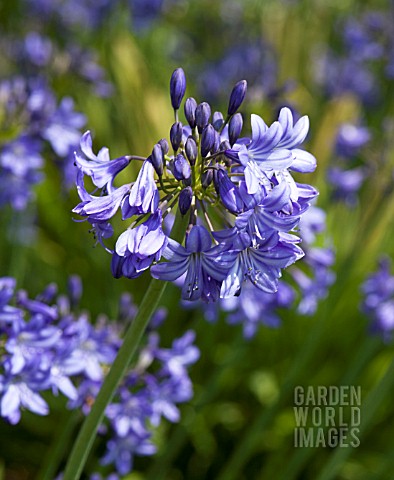 AGAPANTHUS_CAMPANULATUS_OXFORD_BLUE