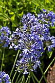 AGAPANTHUS CAMPANULATUS OXFORD BLUE