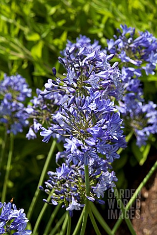 AGAPANTHUS_CAMPANULATUS_OXFORD_BLUE