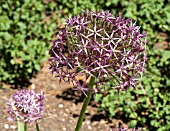 ALLIUM CHRISTOPHII