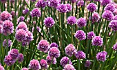 ALLIUM SCHOENOPRASUM