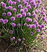 ALLIUM SCHOENOPRASUM