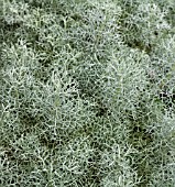 ARTEMISIA FRIGIDA