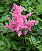 ASTILBE ANITA PFEIFER