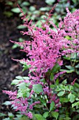 ASTILBE APHRODITE