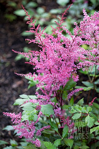 ASTILBE_APHRODITE