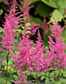 ASTILBE CATHERINE DENEUVE