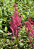 ASTILBE COLETTES CHARM