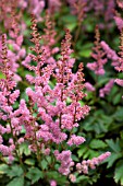 ASTILBE SHEILA HAXTON