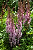 ASTILBE CHINENSIS