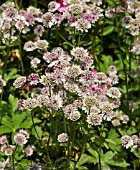 ASTRANTIA MAJOR SUBSP. INVOLUCRATA CANNEMAN