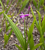 BLETILLA STRIATA