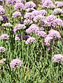 ALLIUM SENESCENS