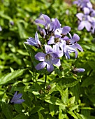 CAMPANULA LACTIFLORA POUFFE