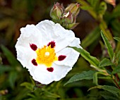 CISTUS X DANSEREAUI