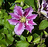 CLEMATIS PIILU