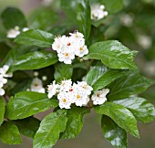 CRATAEGUS X LAVALEI