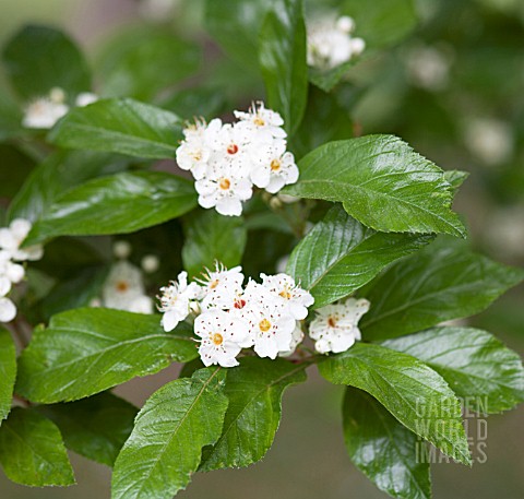 CRATAEGUS_X_LAVALEI