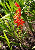 CROCOSMIA MASONIORUM FIREBIRD