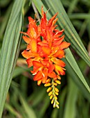 CROCOSMIA MASONIORUM