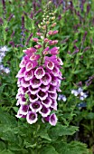 DIGITALIS PURPUREA EXCELSIOR HYBRIDS