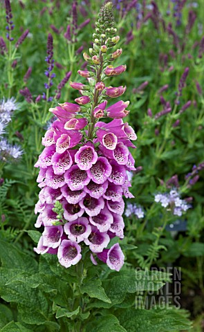 DIGITALIS_PURPUREA_EXCELSIOR_HYBRIDS