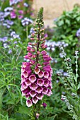 DIGITALIS PURPUREA EXCELSIOR HYBRIDS