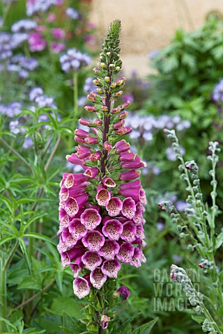 DIGITALIS_PURPUREA_EXCELSIOR_HYBRIDS