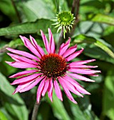 ECHINACEA PURPUREA MAXIMA