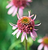 ECHINACEA PURPUREA RAZZMATAZZ