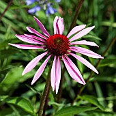 ECHINACEA PURPUREA RUBINSTERN