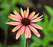 ECHINACEA PURPUREA SUMMER SUN