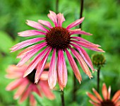 ECHINACEA PURPUREA SUMMER SUN