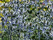 ERYNGIUM BIG BLUE